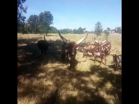 Growing Up Grassfed Watusi Cow Bull African 