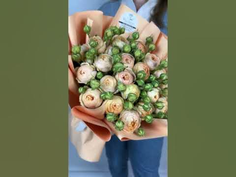 21 кустовая Пионовидная Роза , 50 см « Свит Каталина» - YouTube