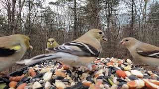 American Goldfinch and talkative Eastern Bluebirds