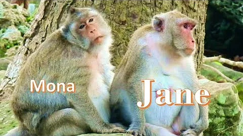 NO shilling ! Jane please Help Mona monkey Cos loo...
