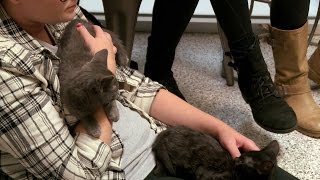Jackson Galaxy's Sure These Two Kittens Will Be Adopted Soon | My Cat From Hell