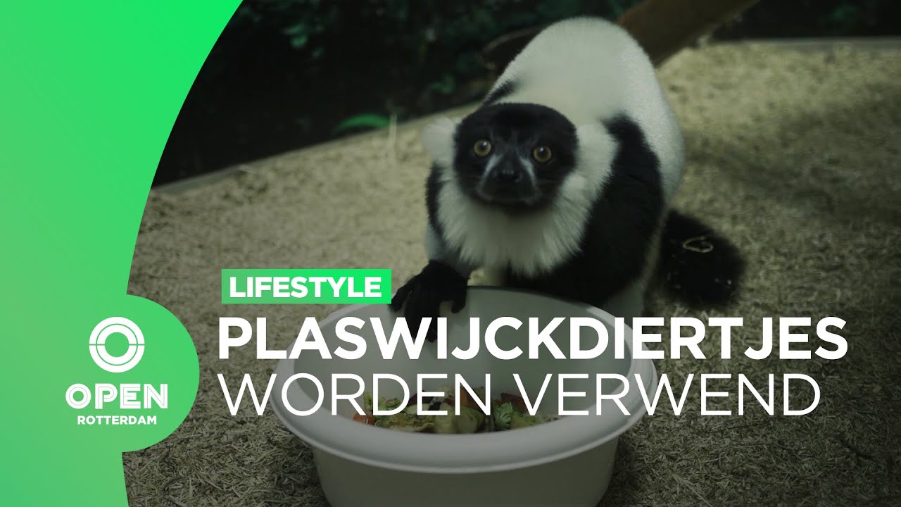 Diertjes in Plaswijckpark worden verwend met winterse voedselpakketten | Lifestyle
