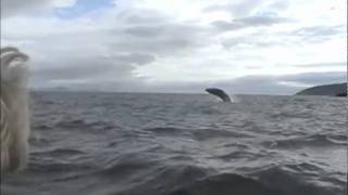 Breaching Humpack-Kodiak Raspberry Island Remote Lodge