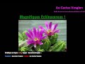 Magnifiques echinocereus aucactusvosgien 