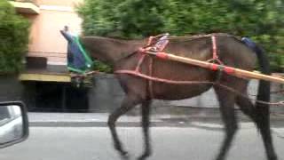 Cavallo da corsa screenshot 5