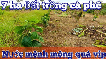 7 hecta đất này trồng cà phê quá vip, đường rộng ôtô tới đất. Chỉ 1,4 tỷ mua quá oke. | đất gia lai