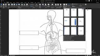 Digestion worksheet