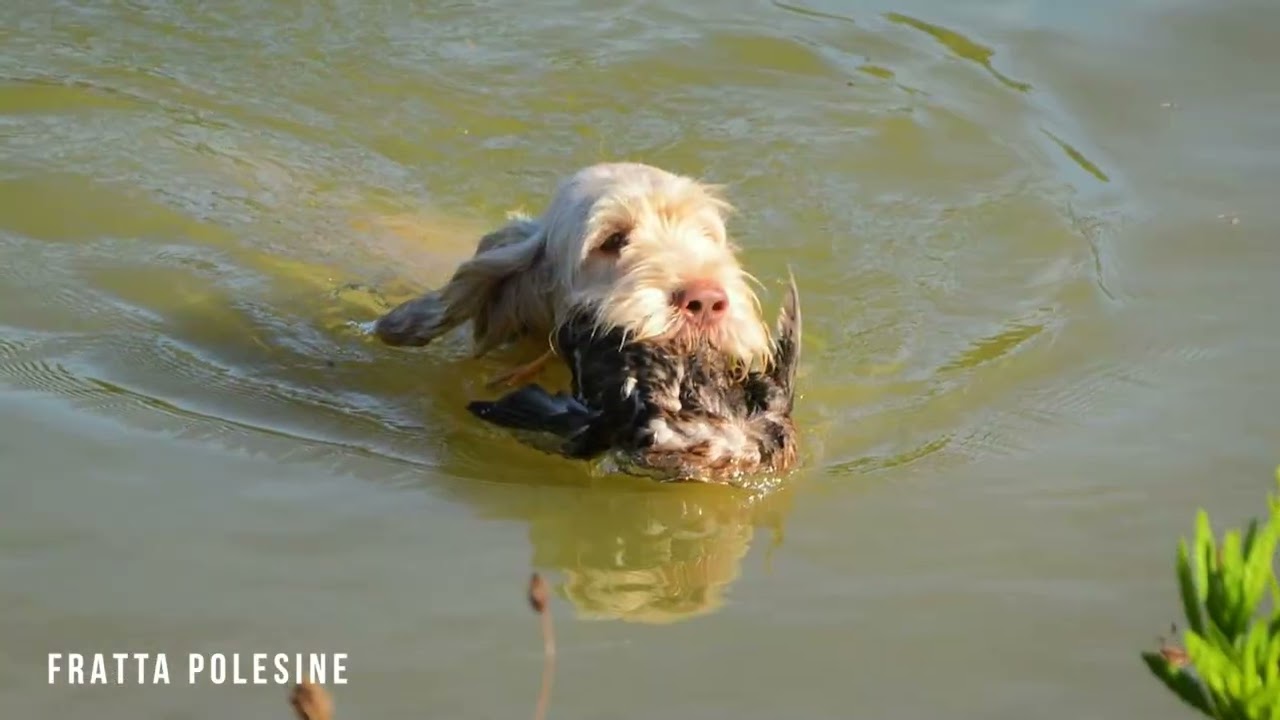 TRIENNALE MONDIALE SPINONI 2026 seconda versione