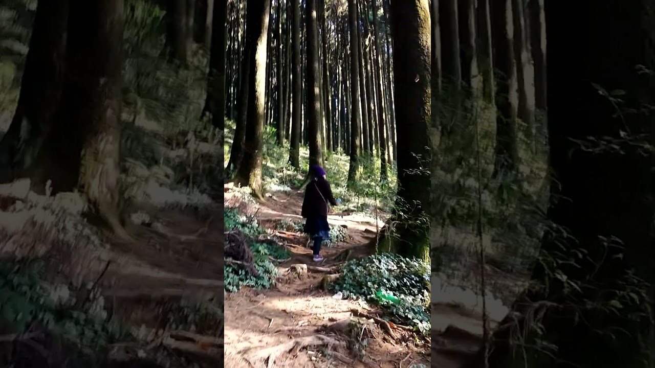 Darjeeling pine forest 🌲🌲