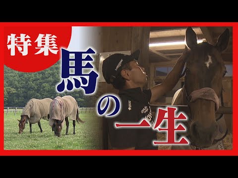 "Nice Nature," the model for Uma Musume, is also a farm in Urakawa, Hokkaido, that supports horse...