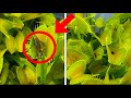 Venus Flytrap Feeding