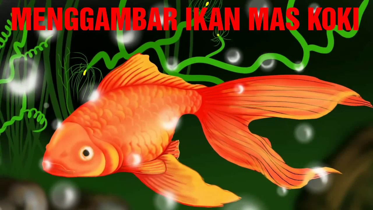 MENGGAMBAR IKAN MAS KOKI YouTube