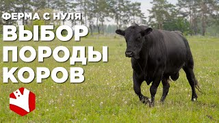 Ферма с нуля | Мясное скотоводство | Выбор породы и рацион кормления коров