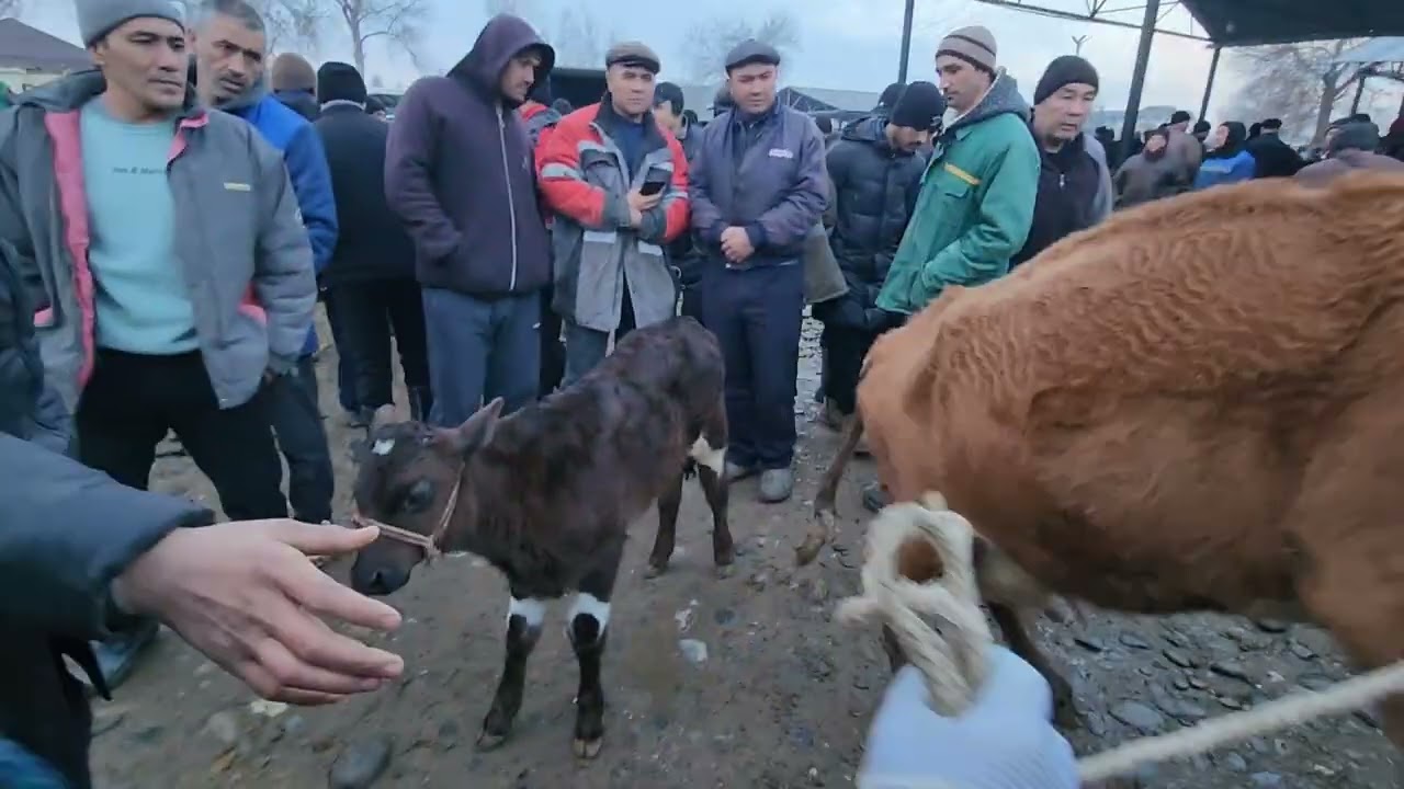 07.02.2026 SAMARQAND PASTDARG'OM JUMA MOL BOZORI ONA BOLA SIGIRLAR 