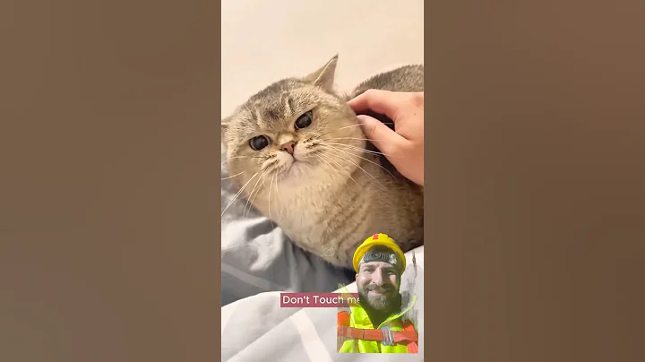 Video 11799671: pet animal funnycat cats, cats funny pets animals, sweet funny cat animals, pets shows funny, cat cute funny