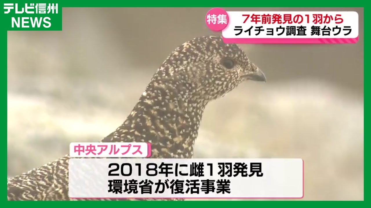 追跡！「こんなに効率よく増やすことができるとは…」復活作戦で1羽から300羽？！中央アルプス・ライチョウ調査の舞台ウラ