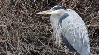 Great Blue Heron. Oops. A Short Story