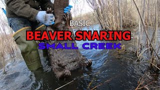 BASIC BEAVER SNARING a Small Creek