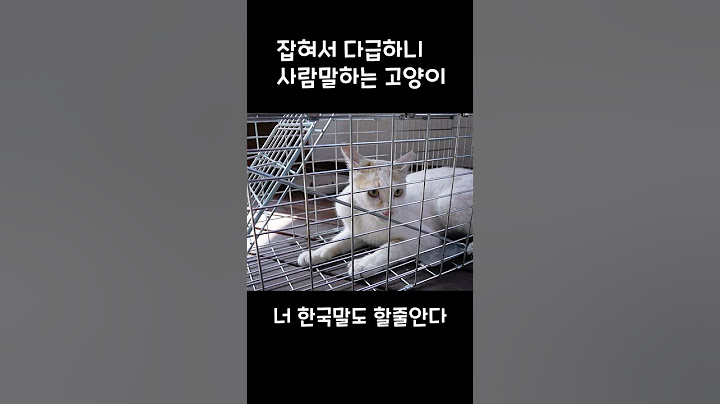 사람말 할줄아는 고양이 #shorts #말하는고양이