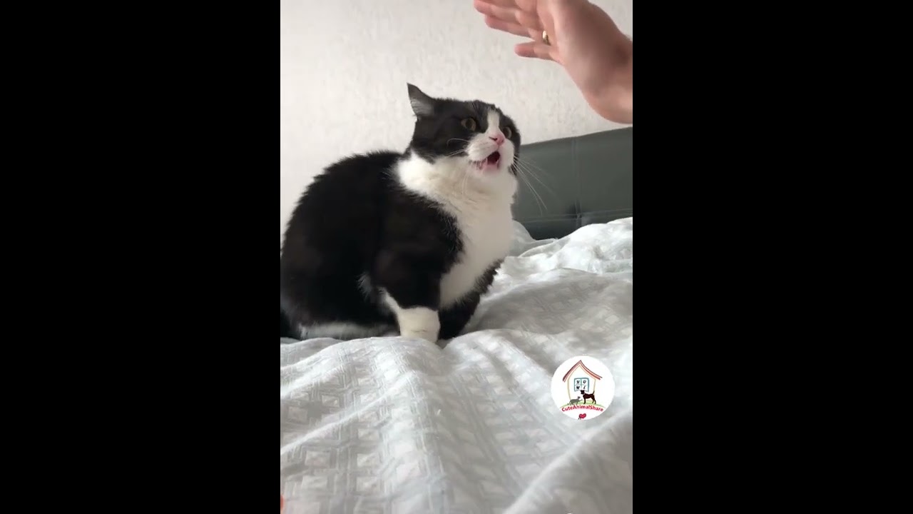 Cat Alert 😺😁😁