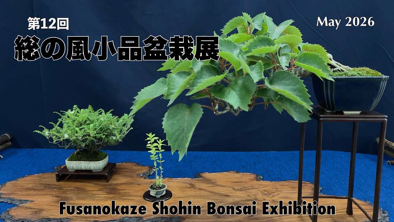 第12回 総の風小品盆栽展／The 12th Fusanokaze Shohin Bonsai