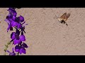 Molia colibri - Macroglossum stellatarum