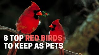 8 Top Red Birds to Keep as Pets by Animal Globe 56 views 4 weeks ago 3 minutes, 55 seconds