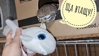 We insulate the owl Luchik's house for the winter with cute and soft. Making the little owl kinder