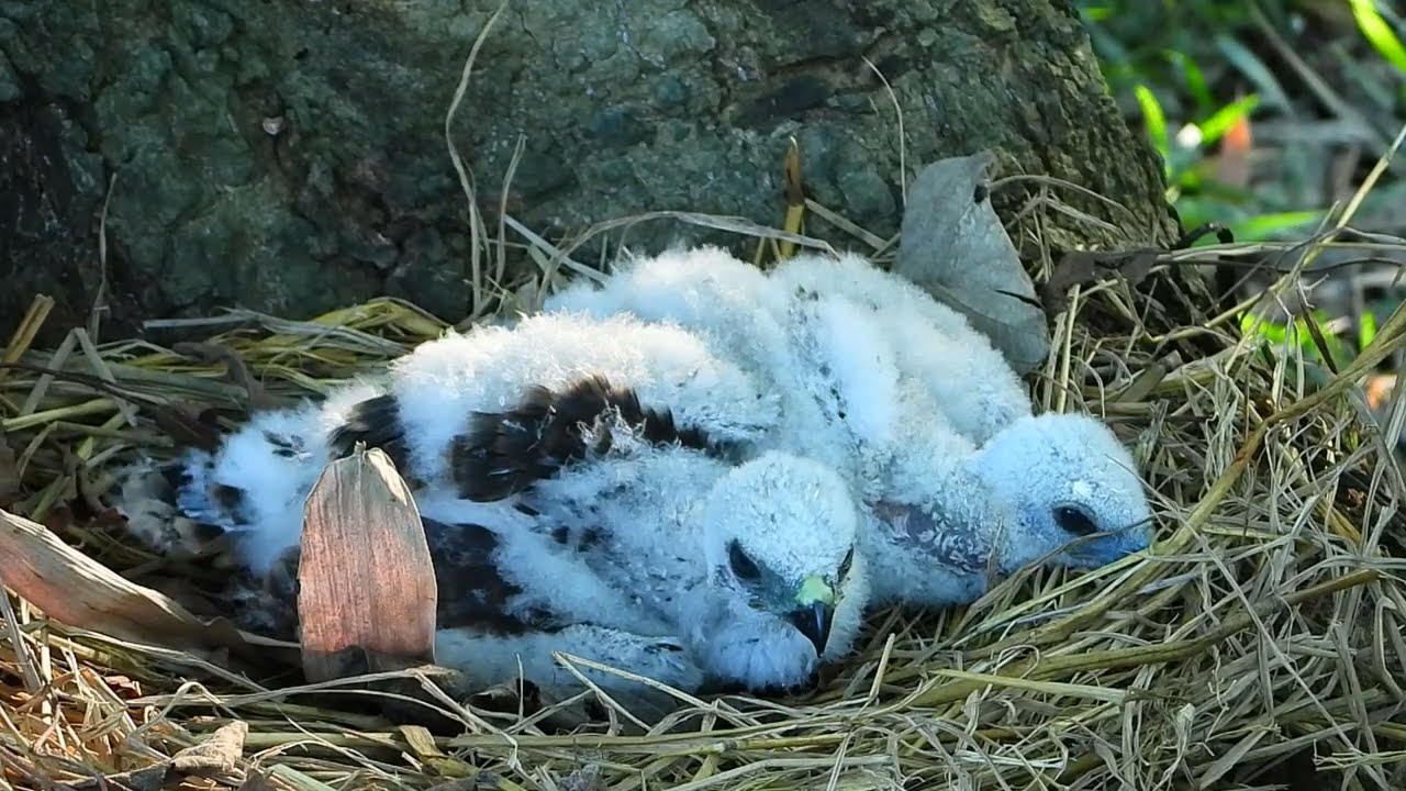 We believe that the two poor birds will survive after receiving food from us.