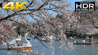 🚣‍♂️🌸 [4K Hdr] Walking In Inokashira Park During Sakura Season | Enjoy The Cherry Blossoms!