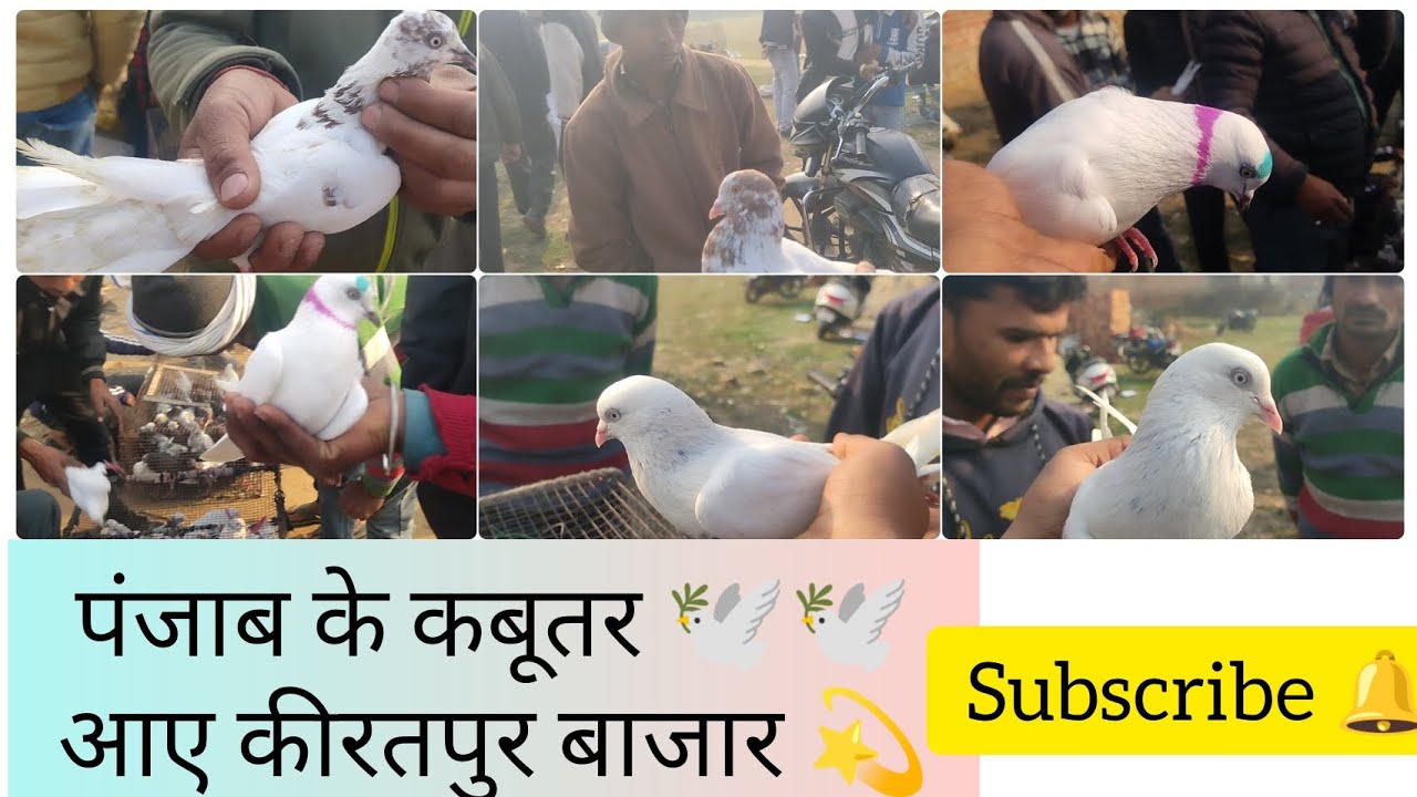 पंजाब के कबूतर 🕊️🕊️ आए कीरतपुर बाजार 💫