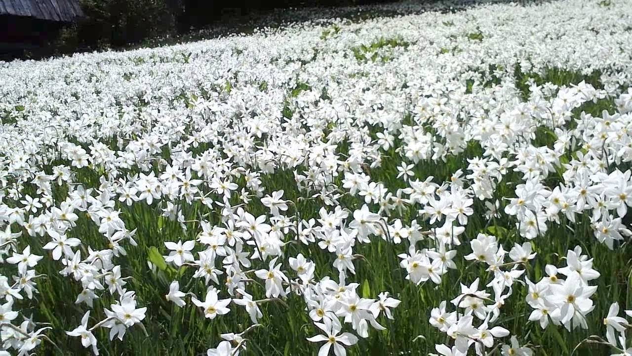 Anello del Monte Golica