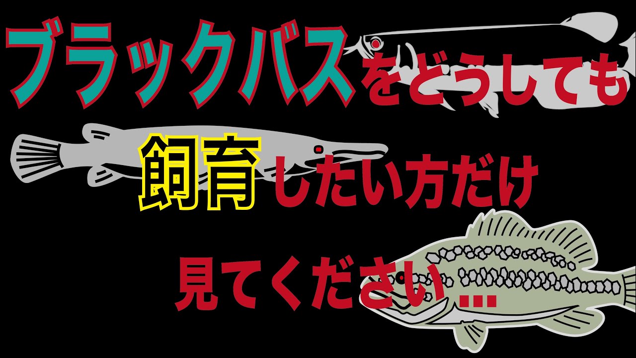 バス釣り ブラックバスを飼育してみたい方は見てください Youtube