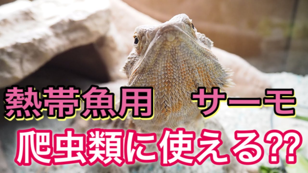 熱帯魚用サーモスタットは爬虫類飼育に使えるのか 検証動画 Youtube 熱帯魚用サーモスタットは爬虫類飼育に使えるのか 検証動画 Youtube