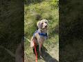 Weimaraner Liebe endlos Hunting Dog