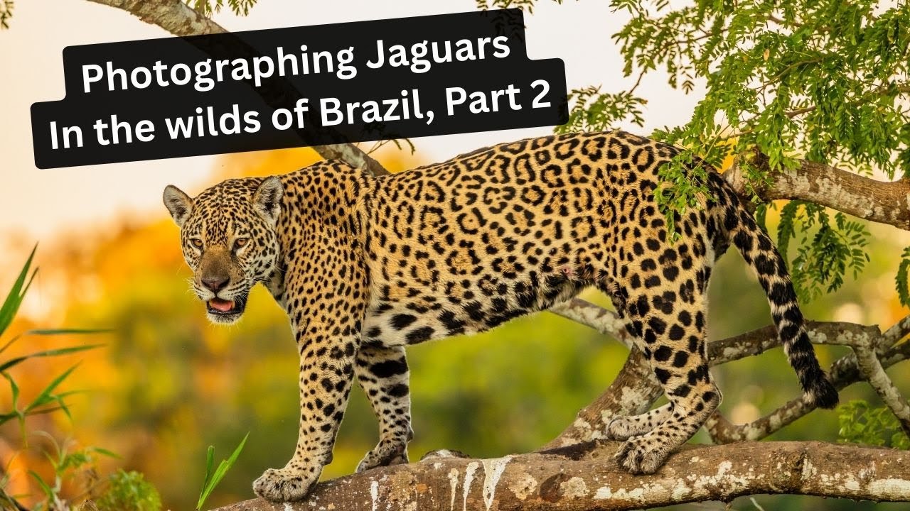Jaguar Photography in wild Brazil, Part 2. Giant Otters, Caiman, Birds, Jaguars and so much more!