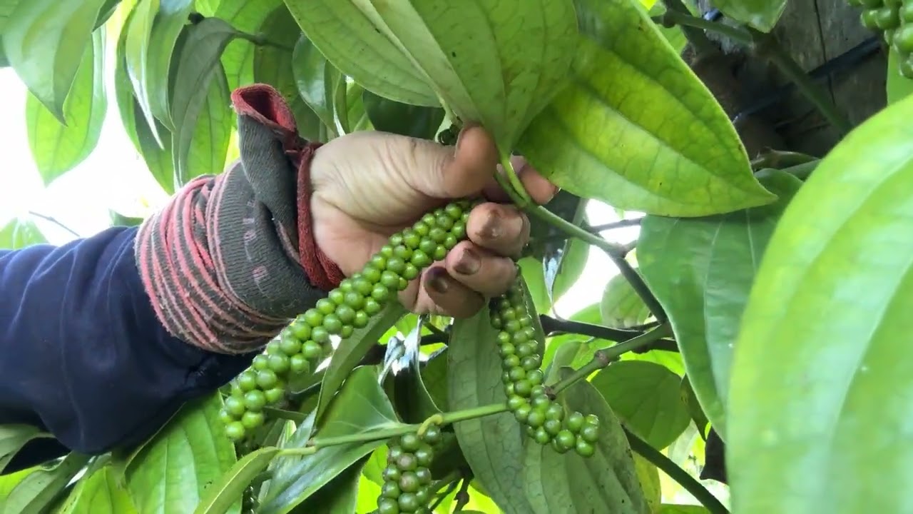 #quatetemcatgiongtieutunglinh