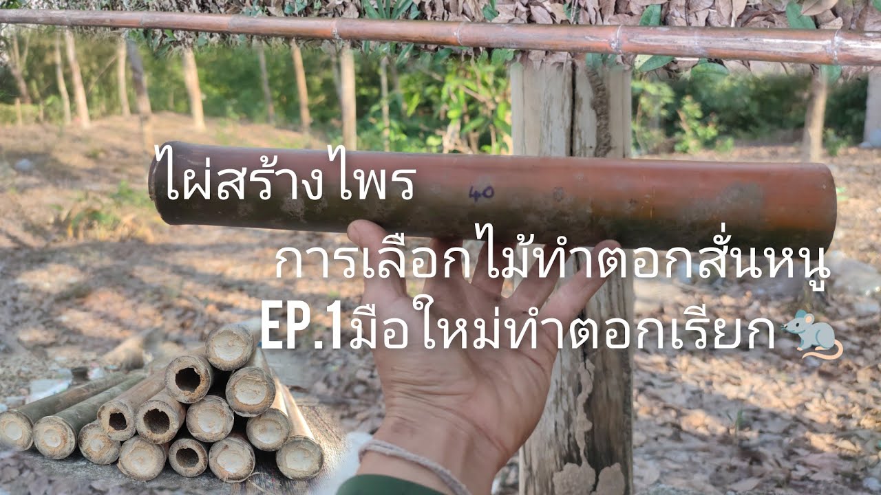 การเลือกไม้ทำตอกสั่นหนู