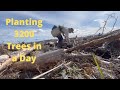 Tree planting in british columbia canada