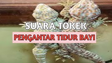 Cận Cảnh Rõ Nét Con Tắc Kè - Hình Ảnh Và Tiếng Tắc Kè Kêu - Picture And Sound Of Tokay Gecko #8