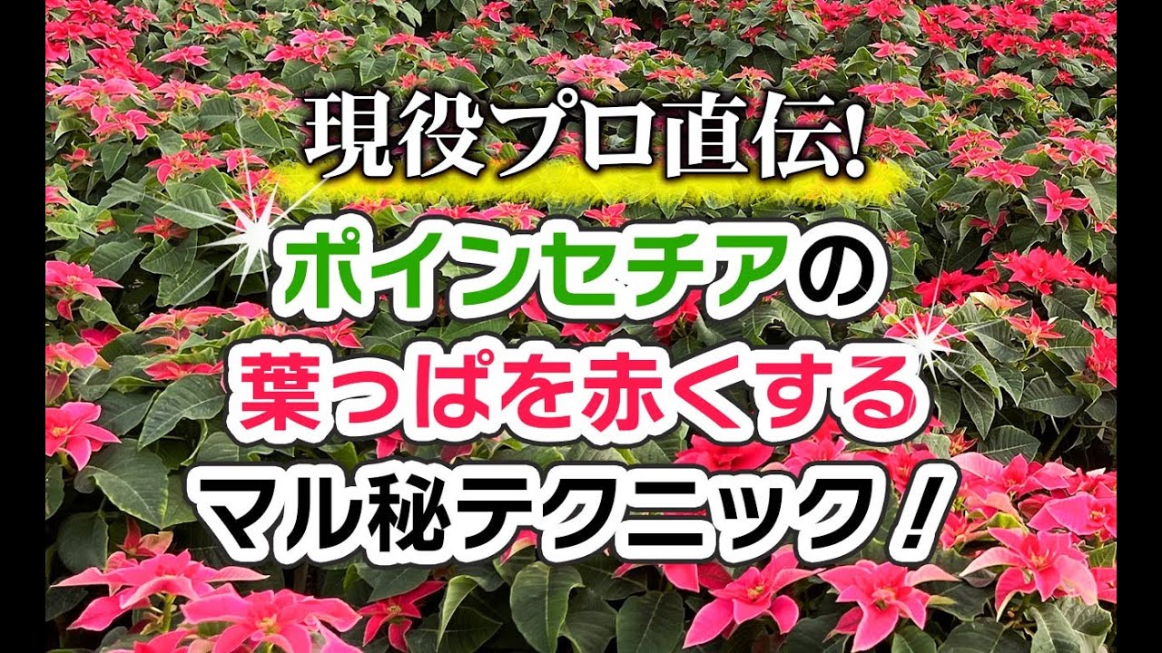 現役のプロ直伝！ポインセチアの葉っぱを赤くするマル秘テクニック！