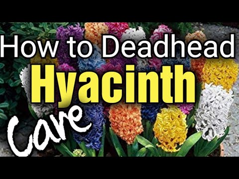 How to Deadhead Hyacinths after Flowering | Hyacinth Aftercare