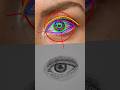 Try This Crazy Eye Drawing Trick 👁️✨ #drawing #art #eyes #hack #crazy #tricks #drawingvideo #sketch