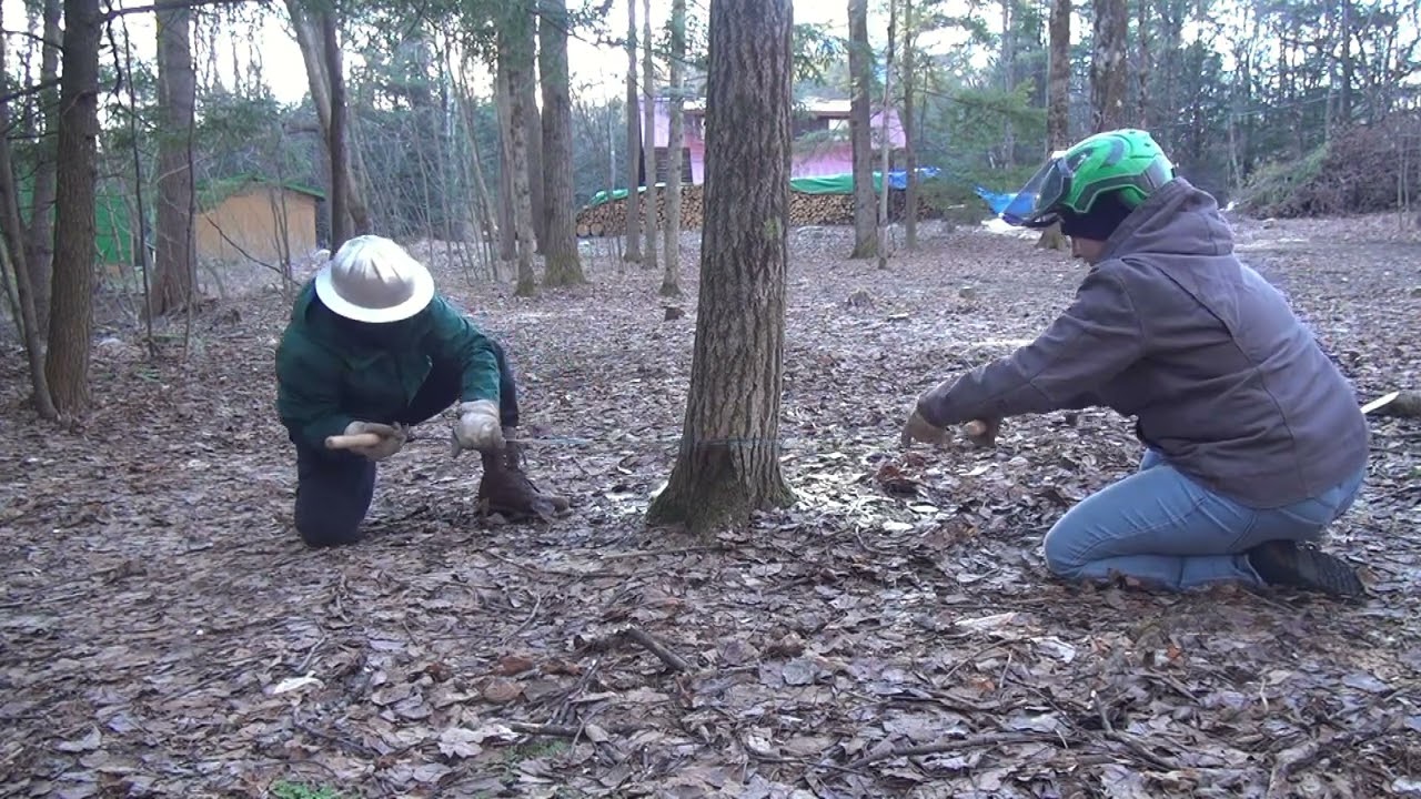 First Time Felling A Tree With 2 Man Saw