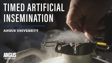 Why Timed AI - Benefits and Protocols in Cattle Artificial Insemination