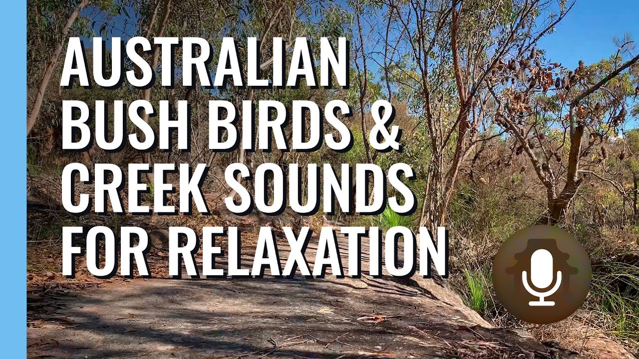 🌸 Nature Sounds to Relax, Sleep and Study. Australian Bush Birds and ...