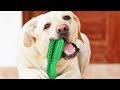 Pet Dog Puppy Toothbrush Chewing Dental Stick