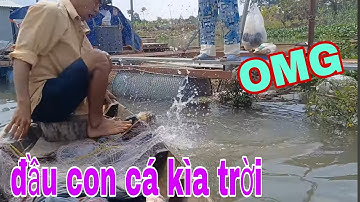 Kịch Tính Giăng Lưới Dính Loại Cá Mệnh Danh Thủy Quái Sông Tiền # SĂN BẮT ĐỒNG THÁP #