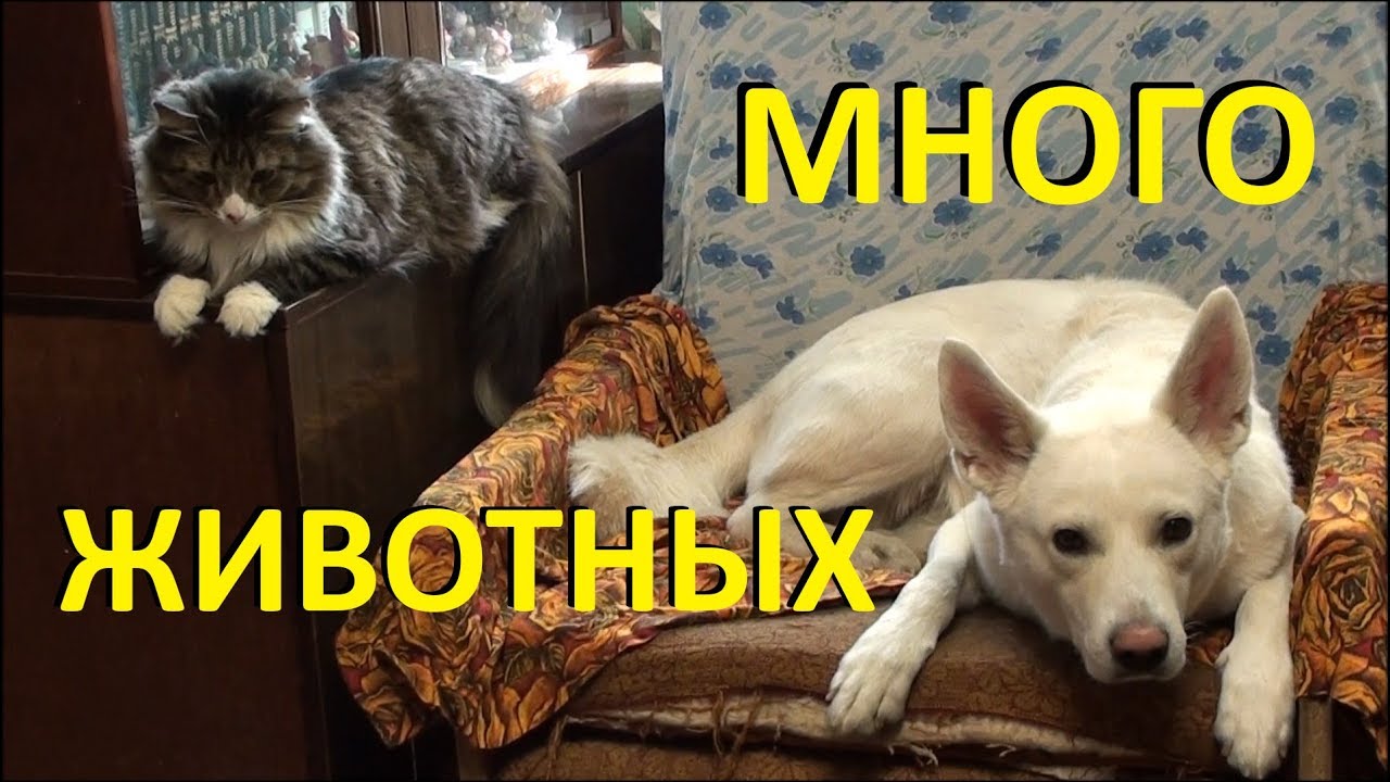 Выходной у животных (Птицы, кошки и собаки) YouTube