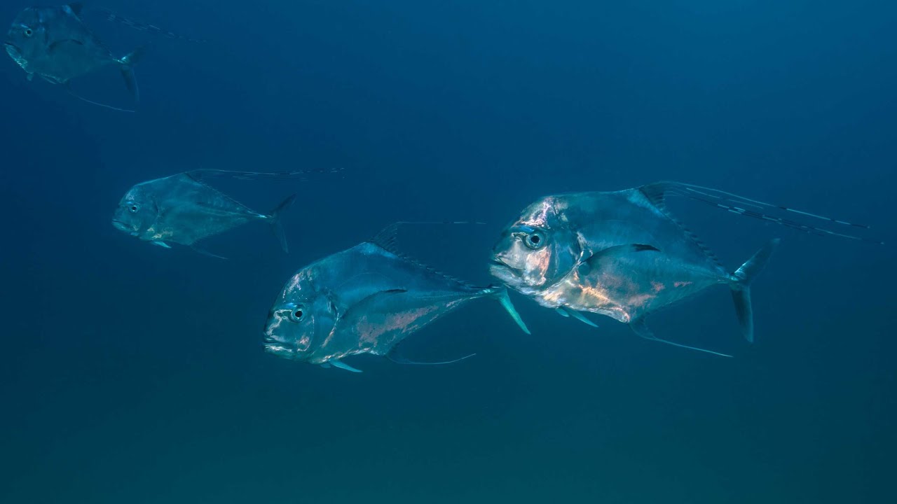 Brasil debaixo d’água - xaréu-branco, galo-de-penacho